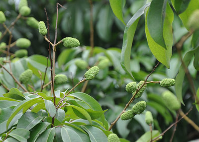昆明荔枝市場批發(fā),優(yōu)質(zhì)荔枝廠家批發(fā)-湛江市杰升貿(mào)易提供昆明荔枝市場批發(fā),優(yōu)質(zhì)荔枝廠家批發(fā)的相關介紹、產(chǎn)品、服務、圖片、價格湛江市杰升貿(mào)易、銷售(含網(wǎng)上銷售):食品、水果、農(nóng)產(chǎn)品、日用品、花卉;貨物、
